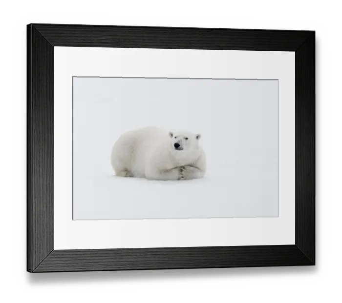 Framed Print : Arctic, north of Svalbard. A polar bear rests on the edge of a slab of pack ice