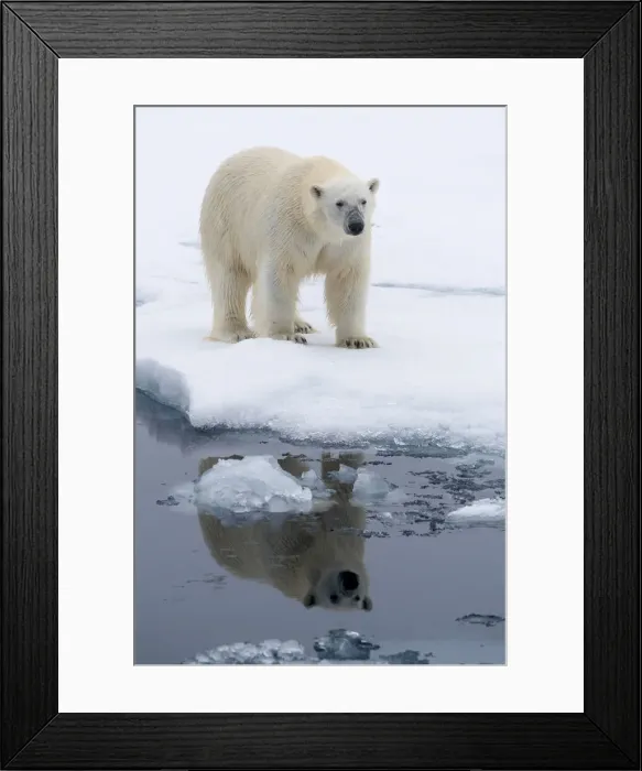 Framed Print : Arctic, north of Svalbard. Portrait of a polar bear with its reflection Framed Print : Arctic, north of Svalbard. Portrait of a polar bear with its reflection