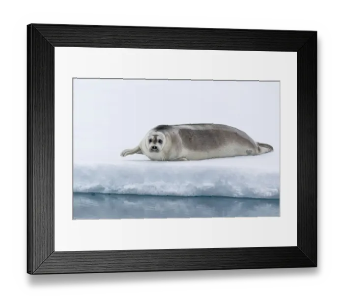 Framed Print : Arctic, north of Svalbard. A portrait of a young bearded seal hauled out on the pack ice