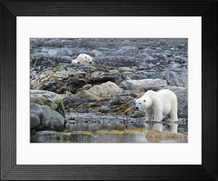 Framed Print : Arctic, Svalbard, Spitsbergen. A polar bear looks for harbor seals while the cub stays Framed Print : Arctic, Svalbard, Spitsbergen. A polar bear looks for harbor seals while the cub stays