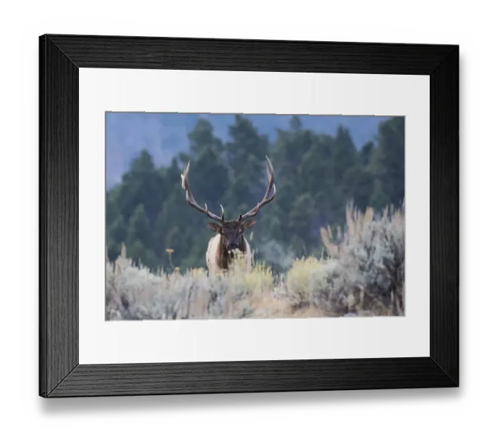 Framed Print : Rocky Mountain bull elk Framed Print : Rocky Mountain bull elk