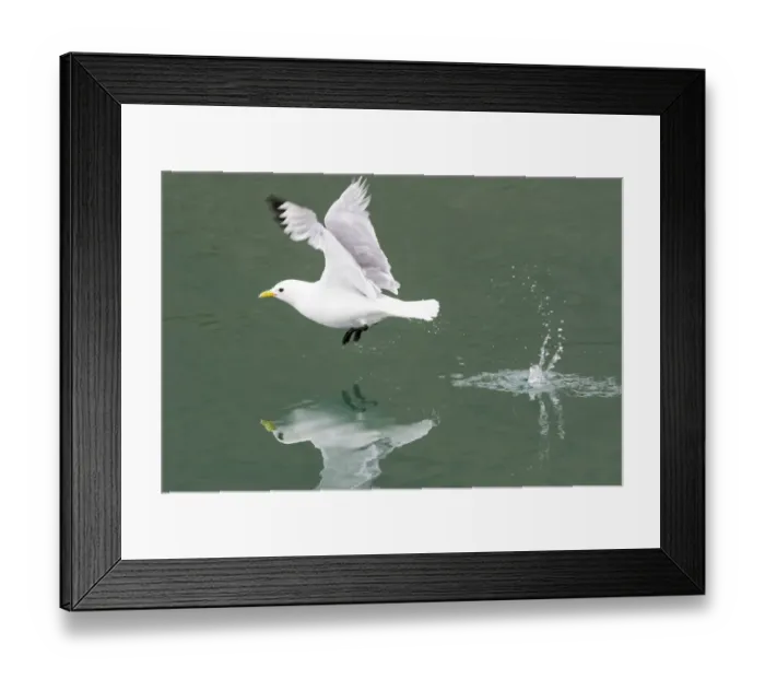 Framed Print : Arctic, Svalbard, Spitsbergen. A black-legged kittiwake takes off from calm water Framed Print : Arctic, Svalbard, Spitsbergen. A black-legged kittiwake takes off from calm water