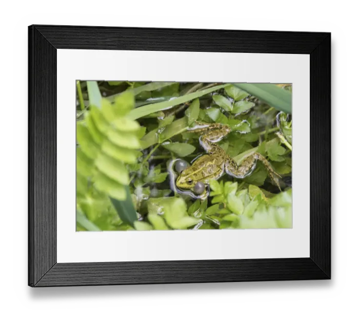 Framed Print : Croatia. Eurasian Marsh Frog (Pelophylax ridibundus) croaking Krka National Park Framed Print : Croatia. Eurasian Marsh Frog (Pelophylax ridibundus) croaking Krka National Park