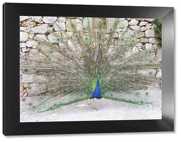 Croatia, Dubrovnik, Lokrum Island. Peacock courtship display