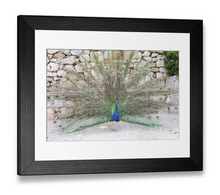 Framed Print : Croatia, Dubrovnik, Lokrum Island. Peacock courtship display Framed Print : Croatia, Dubrovnik, Lokrum Island. Peacock courtship display
