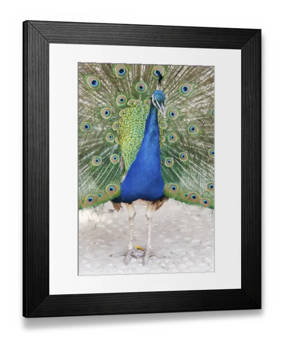 Framed Print : Croatia, Dubrovnik. Peacock in courtship display on Lokrum Island