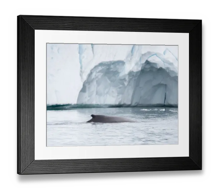 Framed Print : Humpback whale in front of icebergs at the mouth of the Ilulissat Icefjord at Disko Bay Framed Print : Humpback whale in front of icebergs at the mouth of the Ilulissat Icefjord at Disko Bay