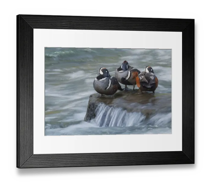 Framed Print : Harlequin drakes resting Framed Print : Harlequin drakes resting