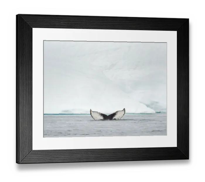 Framed Print : Humpback whale in front of icebergs at the mouth of the Ilulissat Icefjord at Disko Bay Framed Print : Humpback whale in front of icebergs at the mouth of the Ilulissat Icefjord at Disko Bay
