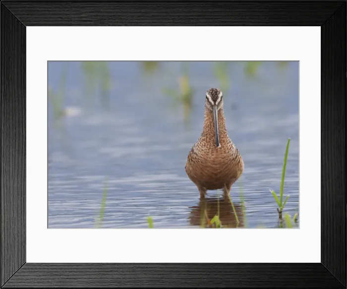 Framed Print : Long-billed dowitcher Framed Print : Long-billed dowitcher