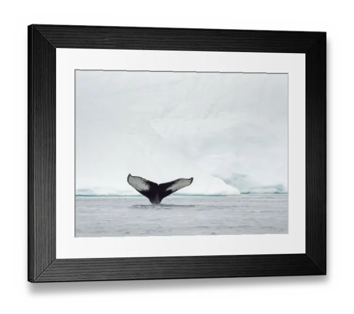 Framed Print : Humpback whale (Megaptera novaeangliae) in front of icebergs at the mouth of Framed Print : Humpback whale (Megaptera novaeangliae) in front of icebergs at the mouth of