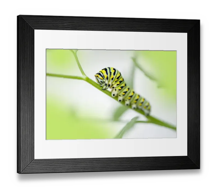 Framed Print : Black Swallowtail caterpillar, USA