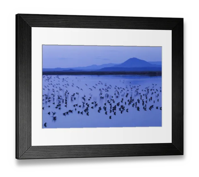 Framed Print : Long-billed dowitchers early morning migration stop Framed Print : Long-billed dowitchers early morning migration stop
