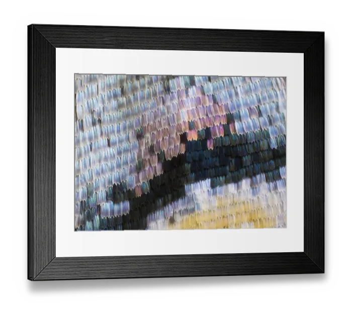 Framed Print : Close-up patterns of butterfly wings showing the tiny overlapping scales Framed Print : Close-up patterns of butterfly wings showing the tiny overlapping scales