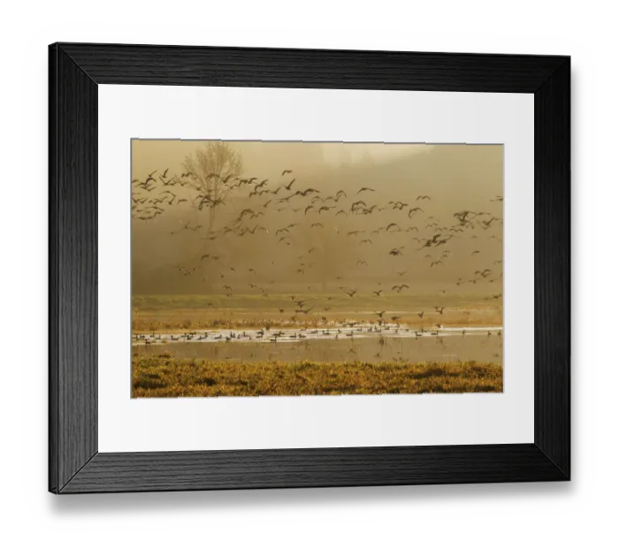 Framed Print : Large flock of ducks and geese taking flight
