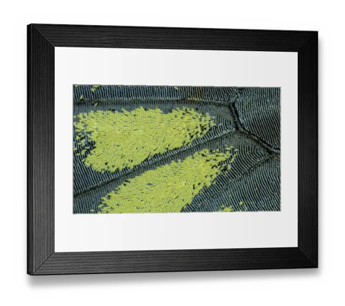 Framed Print : Close-up patterns of butterfly wings showing the tiny overlapping scales