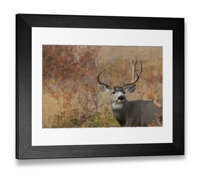 Framed Print : Mule deer buck autumn color Framed Print : Mule deer buck autumn color