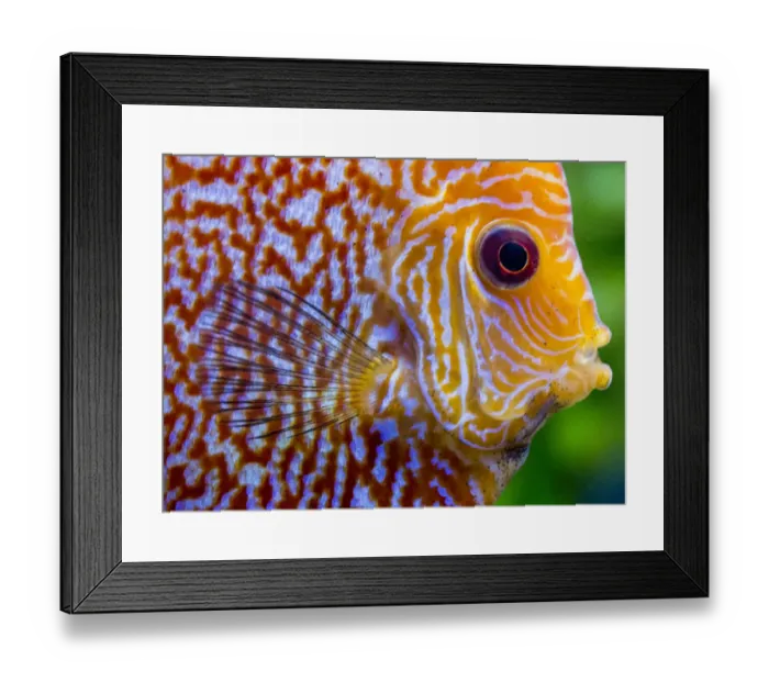 Framed Print : Super Pigeon Snakeskin Discus close-up, tropical freshwater fish Framed Print : Super Pigeon Snakeskin Discus close-up, tropical freshwater fish
