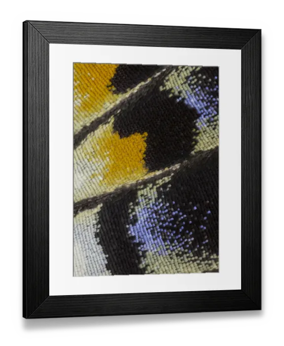 Framed Print : Close-up patterns of butterfly wings showing the tiny overlapping scales Framed Print : Close-up patterns of butterfly wings showing the tiny overlapping scales