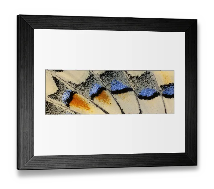 Framed Print : Close-up patterns of butterfly wings showing the tiny overlapping scales Framed Print : Close-up patterns of butterfly wings showing the tiny overlapping scales