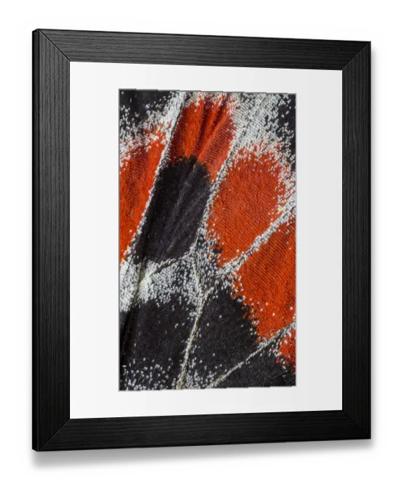 Framed Print : Close-up patterns of butterfly wings showing the tiny overlapping scales