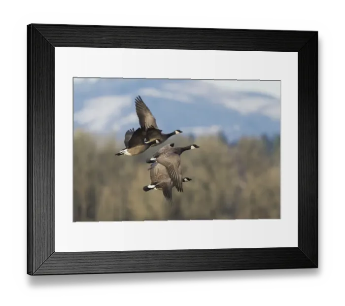 Framed Print : Lesser Canada geese flying Framed Print : Lesser Canada geese flying