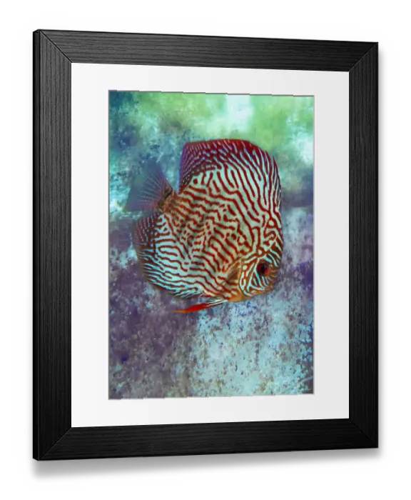 Framed Print : Freshwater tropical discus, blue turquoise discus Framed Print : Freshwater tropical discus, blue turquoise discus