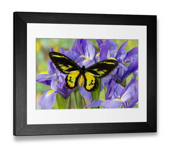 Framed Print : Tropical butterfly, Birdwing, male Ornithoptera rothschildi blue Dutch iris Framed Print : Tropical butterfly, Birdwing, male Ornithoptera rothschildi blue Dutch iris