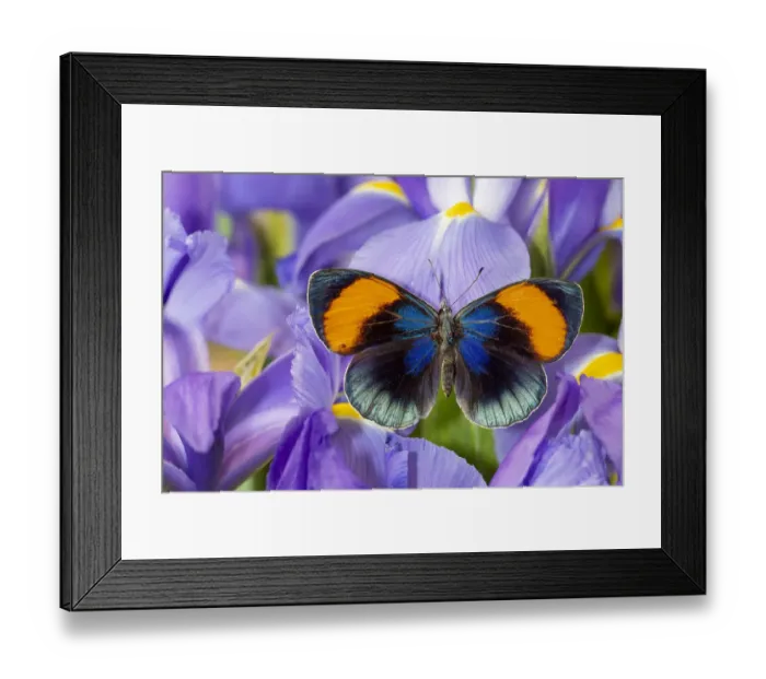 Framed Print : Callithea sapphira on blue Dutch iris Framed Print : Callithea sapphira on blue Dutch iris