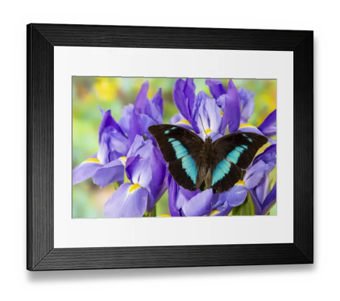 Framed Print : Prepona camilla on blue Dutch iris Framed Print : Prepona camilla on blue Dutch iris