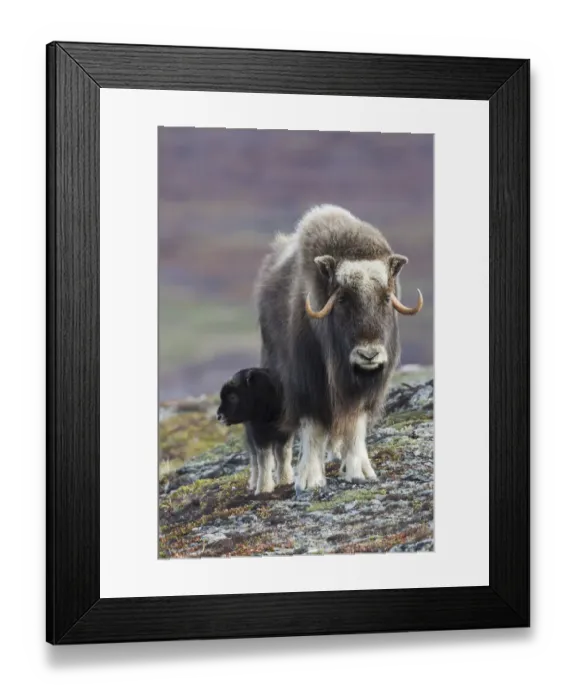 Framed Print : Musk ox with young calf Framed Print : Musk ox with young calf