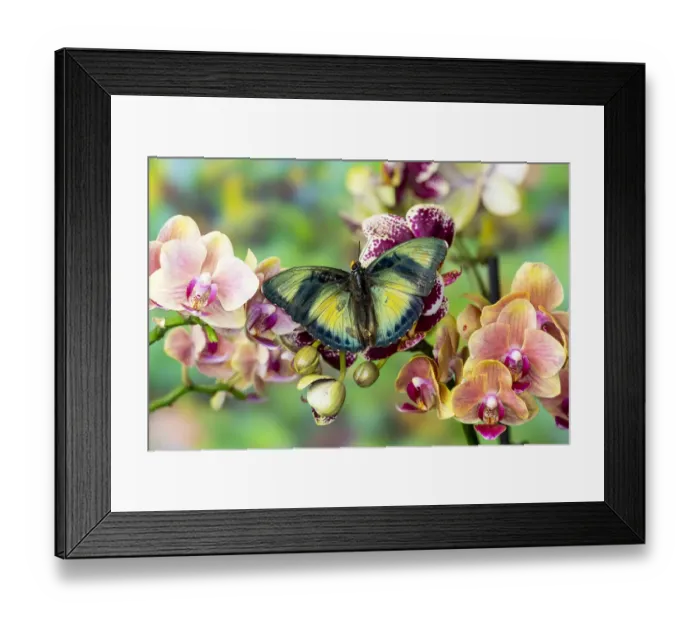 Framed Print : Euphaedra cyparissa on orchids Framed Print : Euphaedra cyparissa on orchids