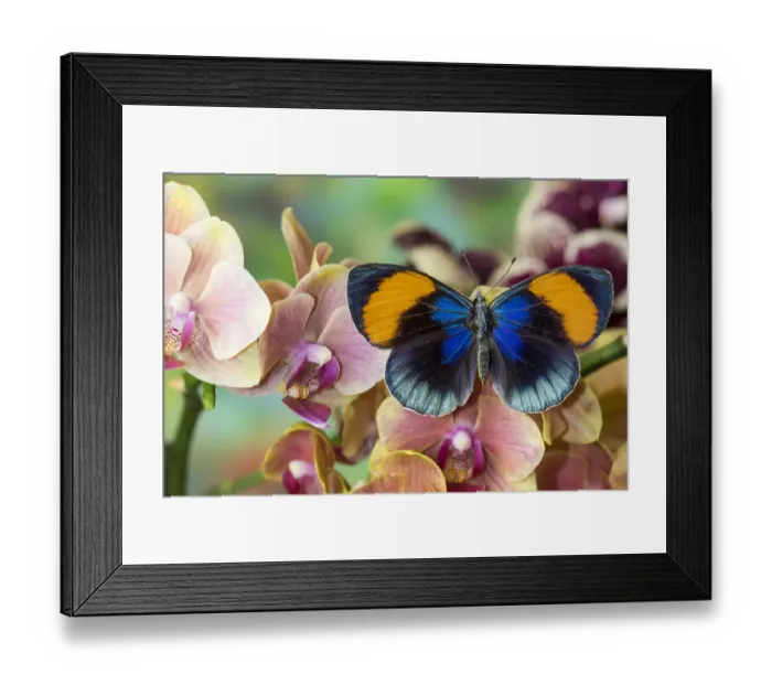 Framed Print : Callithea sapphira on grouping of orchids Framed Print : Callithea sapphira on grouping of orchids