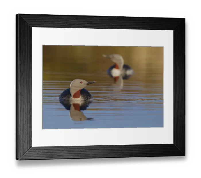 Framed Print : Red-throated loon Framed Print : Red-throated loon