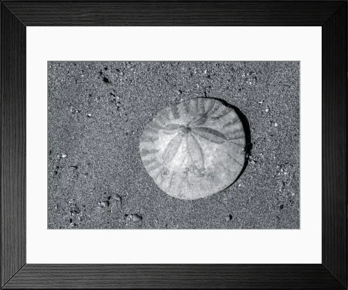 Framed Print : Sand dollar on beach, USA