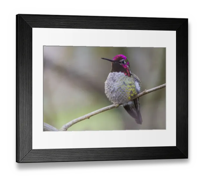 Framed Print : Annas hummingbird