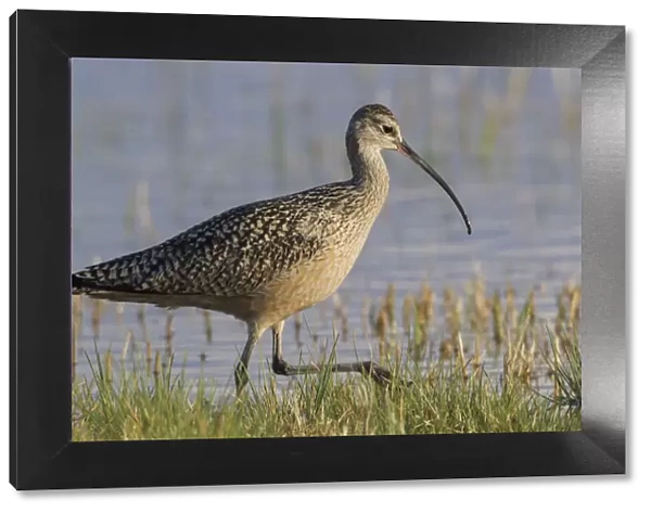 Long-billed curlew foraging