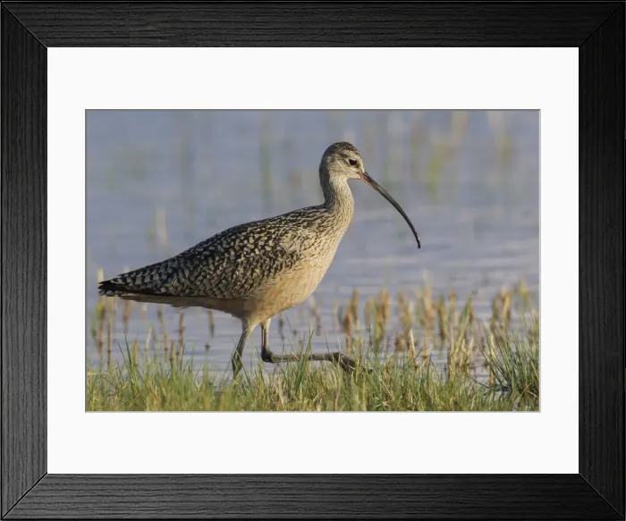 Framed Print : Long-billed curlew foraging