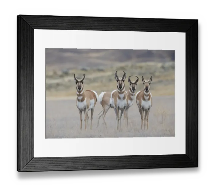 Framed Print : Curious young pronghorns Framed Print : Curious young pronghorns