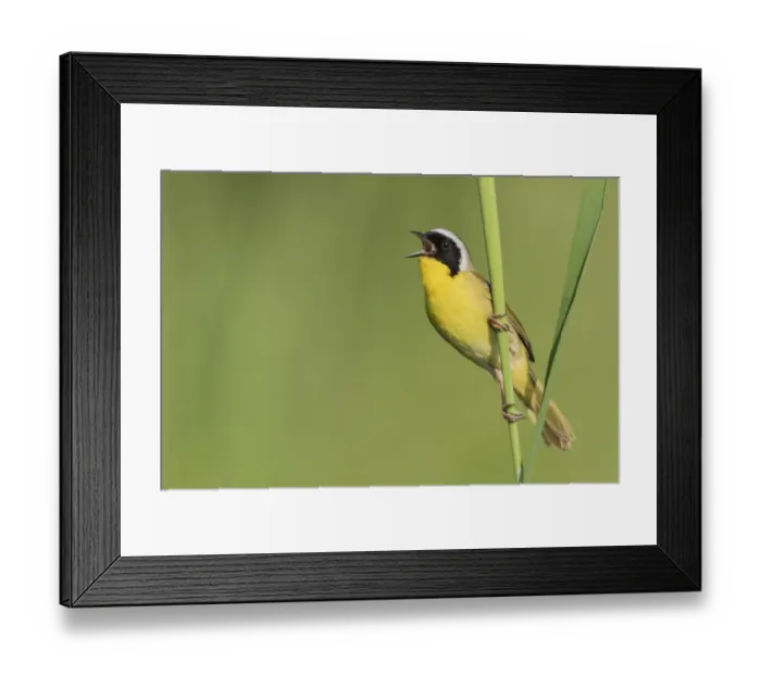 Framed Print : Common yellowthroat singing
