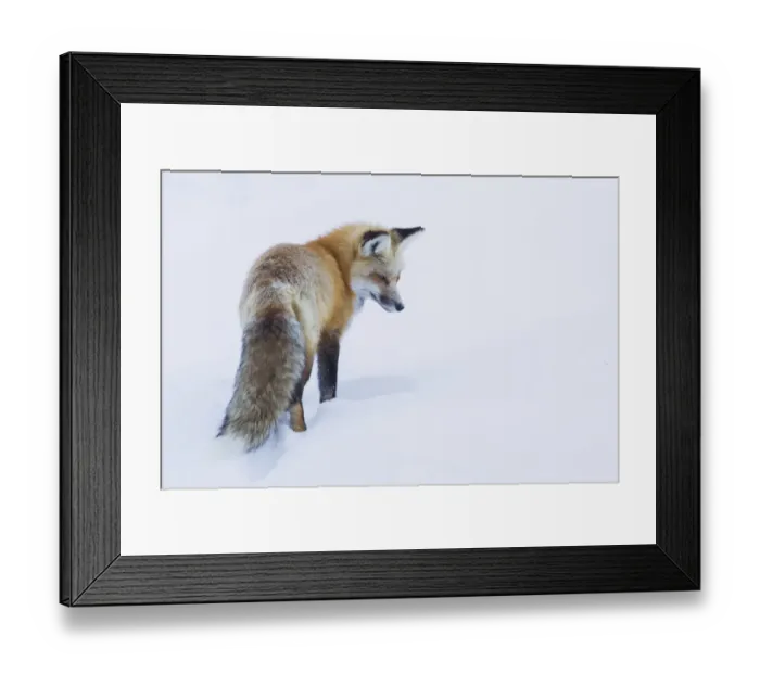 Framed Print : Red fox, intently listening for a potential meal beneath the snow Framed Print : Red fox, intently listening for a potential meal beneath the snow
