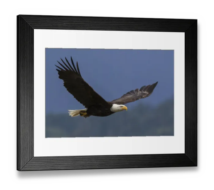 Framed Print : Bald eagle flying