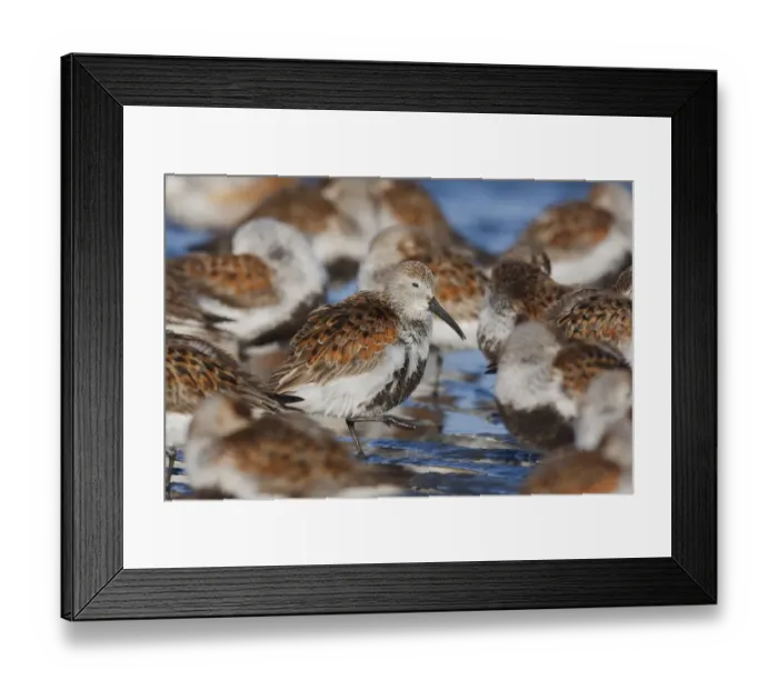 Framed Print : Dunlin flock resting during migration Framed Print : Dunlin flock resting during migration