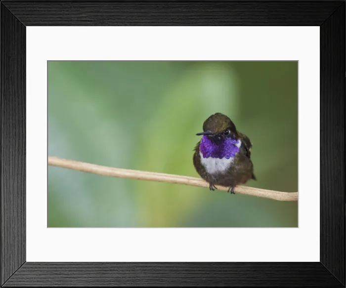 Framed Print : Purple-throated woodstar Framed Print : Purple-throated woodstar