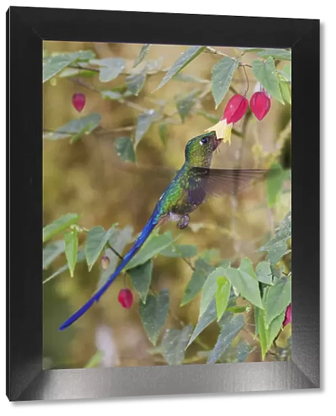 Violet-tailed sylph foraging