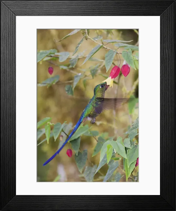 Framed Print : Violet-tailed sylph foraging Framed Print : Violet-tailed sylph foraging