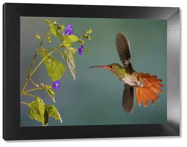 Rufus-tailed hummingbird
