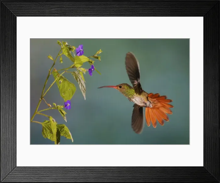 Framed Print : Rufus-tailed hummingbird Framed Print : Rufus-tailed hummingbird