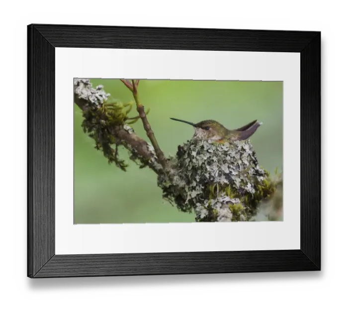Framed Print : Rufous hummingbird female sitting on nest Framed Print : Rufous hummingbird female sitting on nest