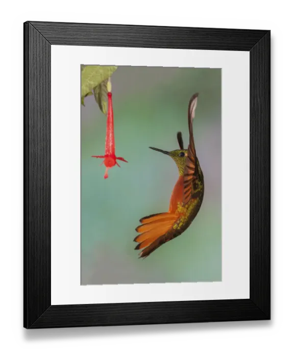 Framed Print : Chestnut-breasted coronet Framed Print : Chestnut-breasted coronet